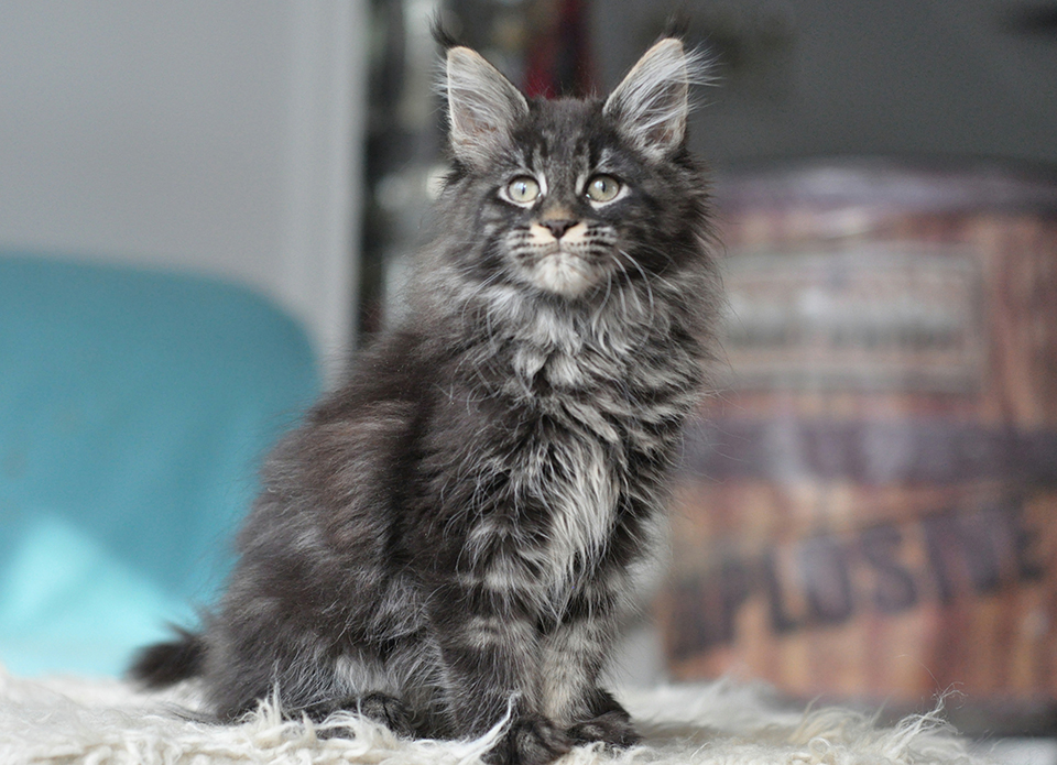 Caramel's Prima, black classic tabby , maine coon, female