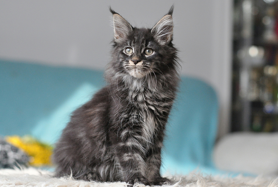 Caramel's Prima, black classic tabby , maine coon, female