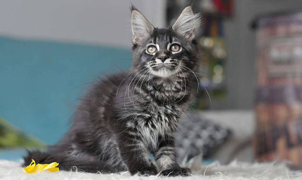 Caramel's Prince, maine coon,  male,