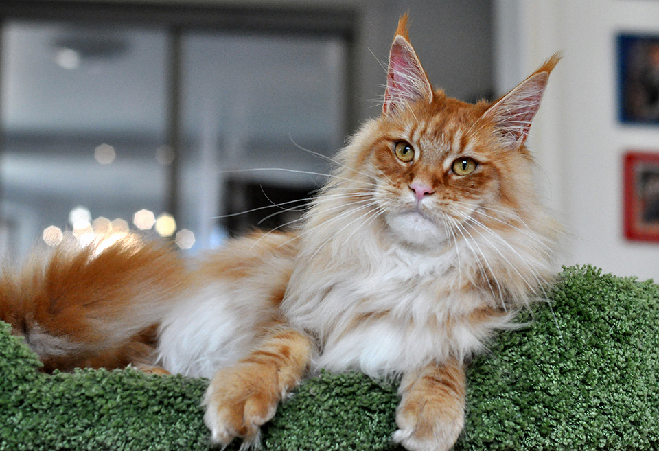 maine coon red