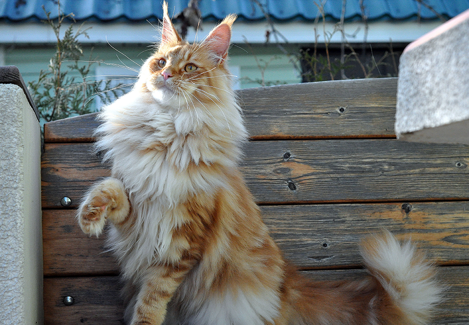 maine coon cattery kittens maine coon