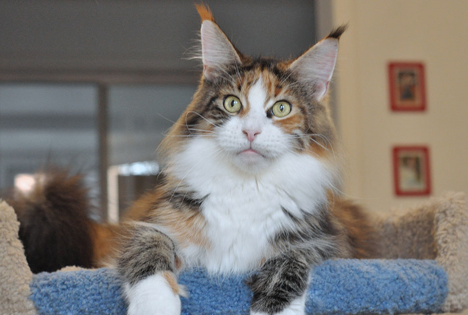 GCh TICA, JCh WCF Caramel's Assol maine coon