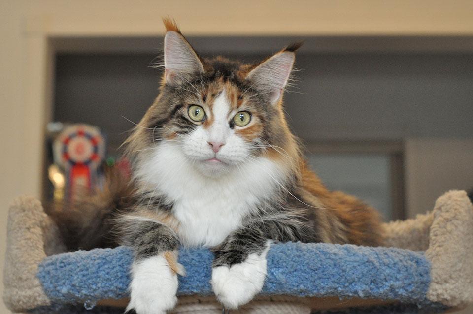 GCh TICA, JCh WCF Caramel's Assol maine coon