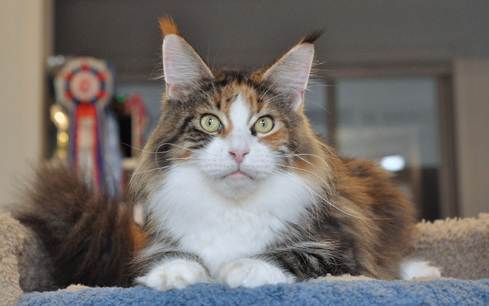 GCh TICA, JCh WCF Caramel's Assol maine coon