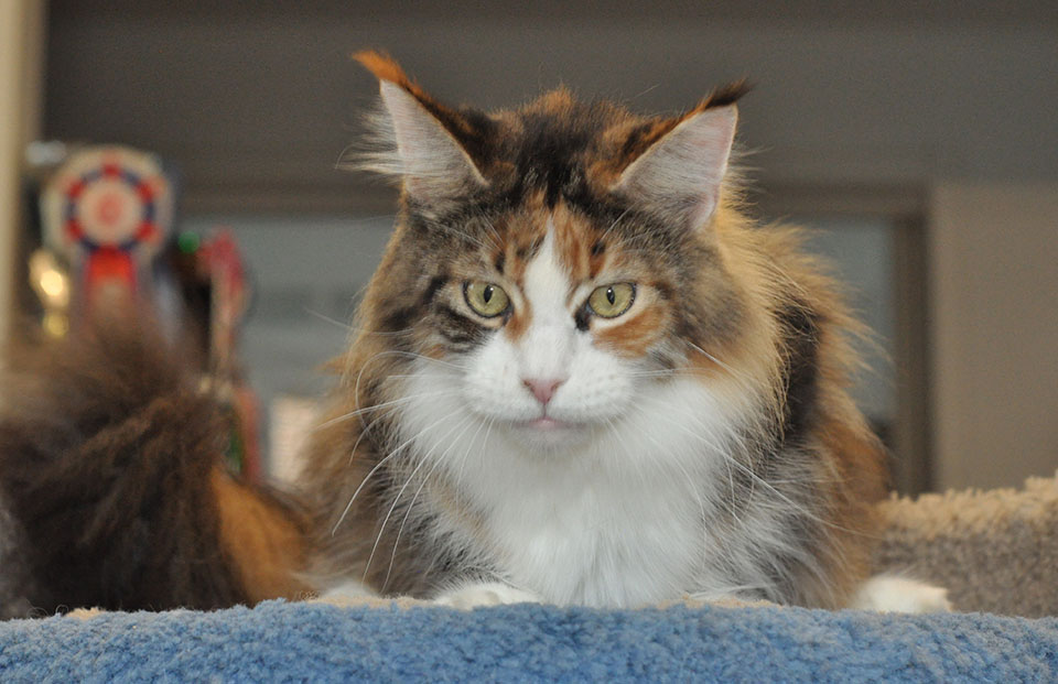 GCh TICA, JCh WCF Caramel's Assol maine coon