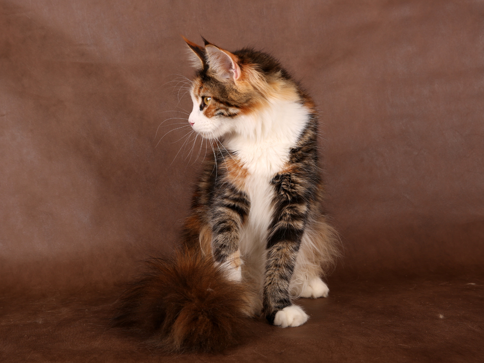 GCh TICA, JCh WCF Caramel's Assol, maine coon!