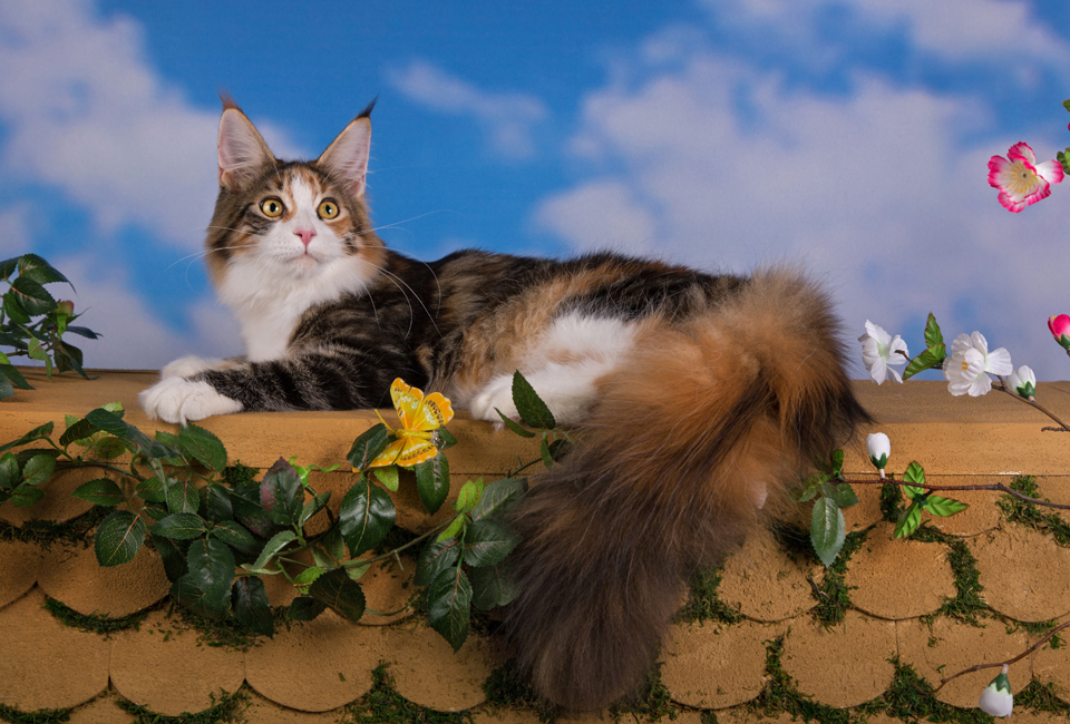 GCh TICA, JCh WCF Caramel's Assol, maine coon!