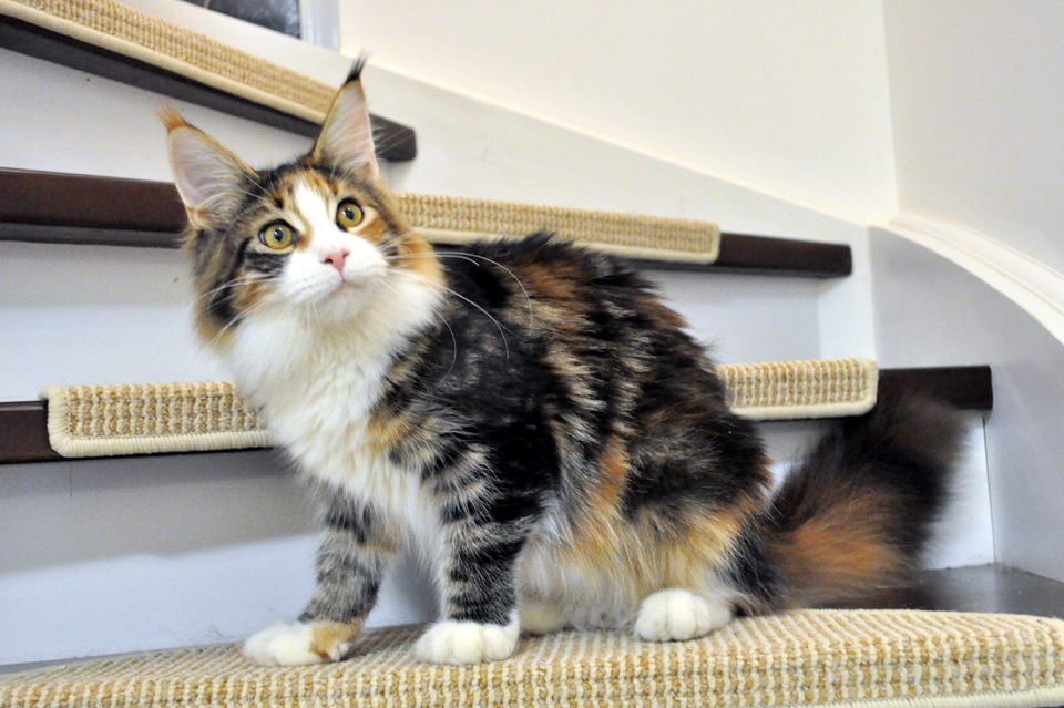 GCh TICA, JCh WCF Caramel's Assol, maine coon!