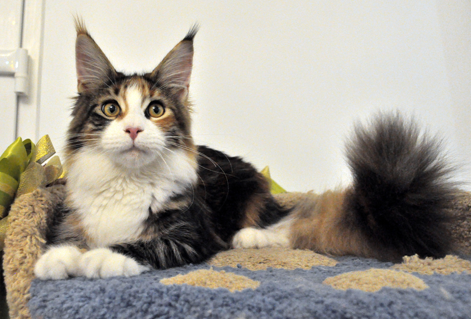 GCh TICA, JCh WCF Caramel's Assol, maine coon!