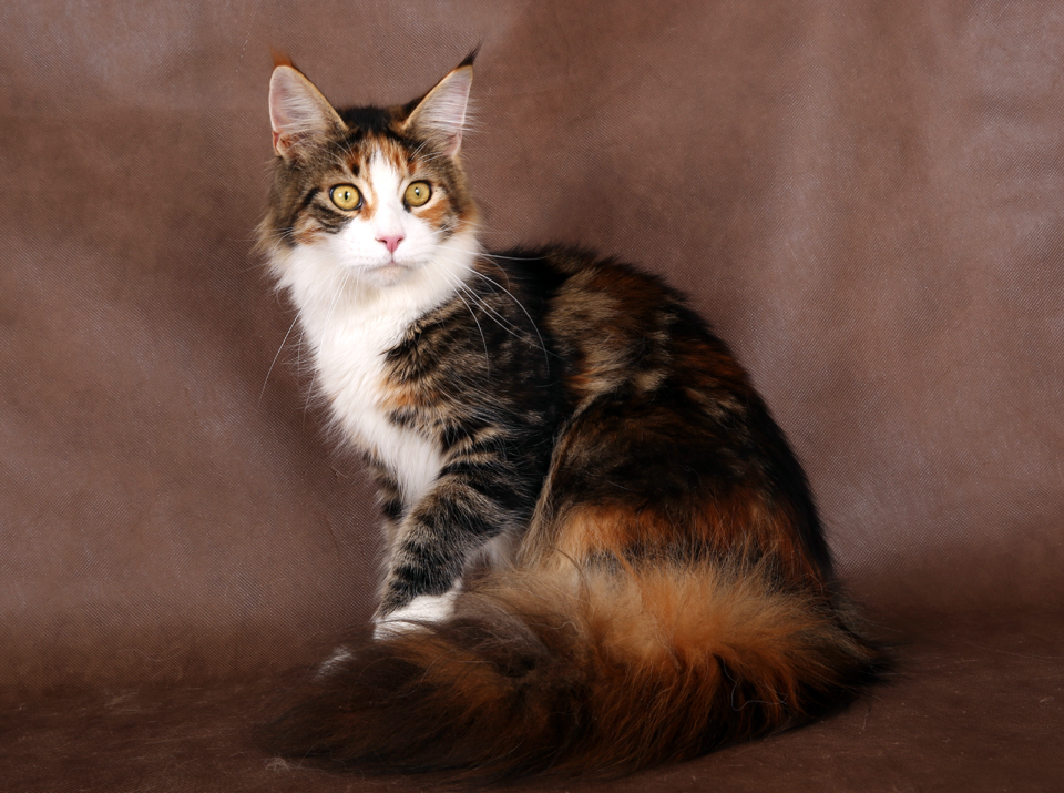 Caramel's Assol, maine coon