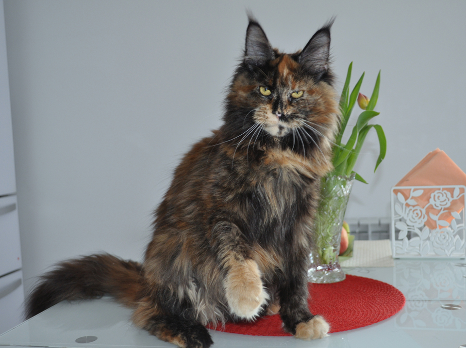  Caramel's Barbara, maine coon, cattery Caramel