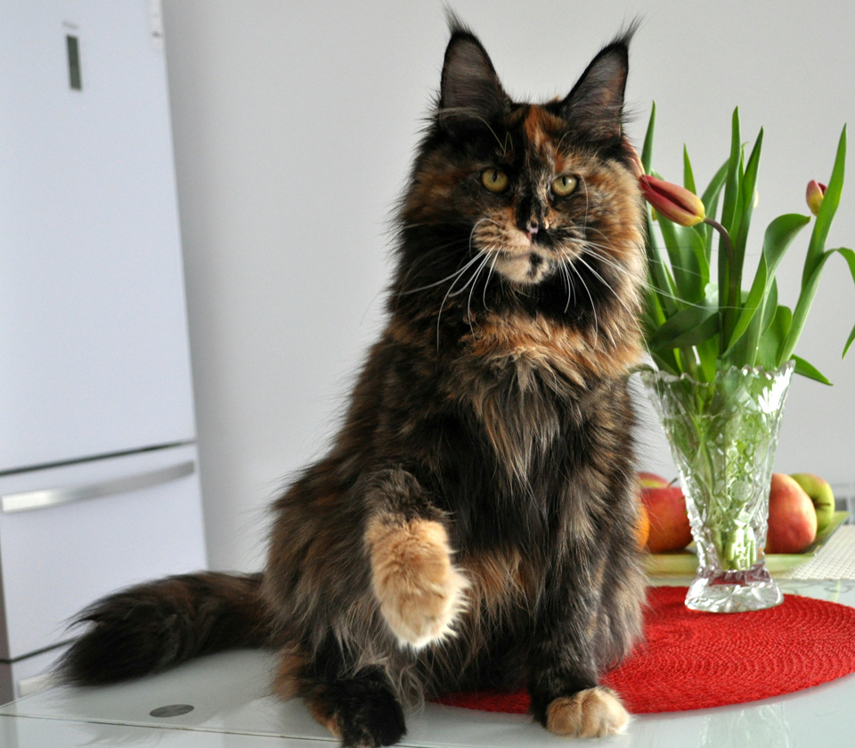  Caramel's Barbara, maine coon, cattery Caramel