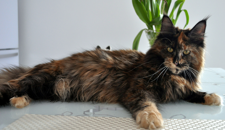  Caramel's Barbara, maine coon, cattery Caramel