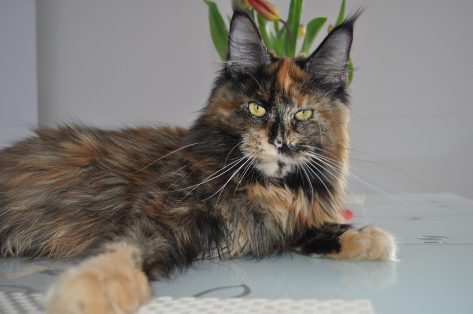  Caramel's Barbara, maine coon, cattery Caramel