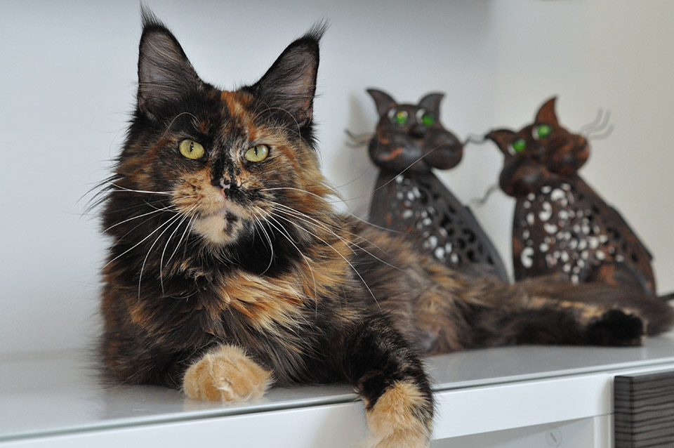  Caramel's Barbara, maine coon, cattery Caramel