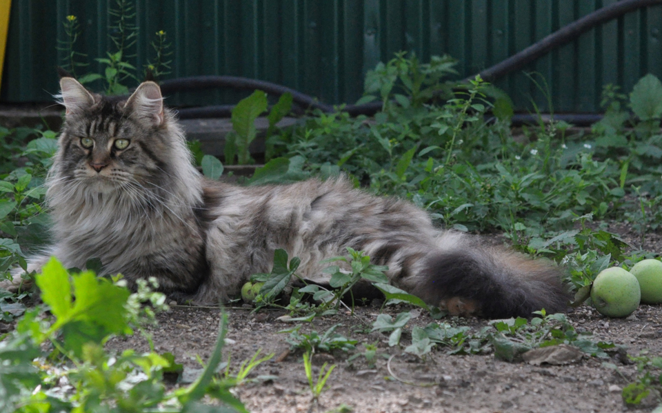 Кошка мейн кун