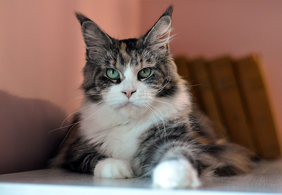 mainecoon female, maine coon kittens