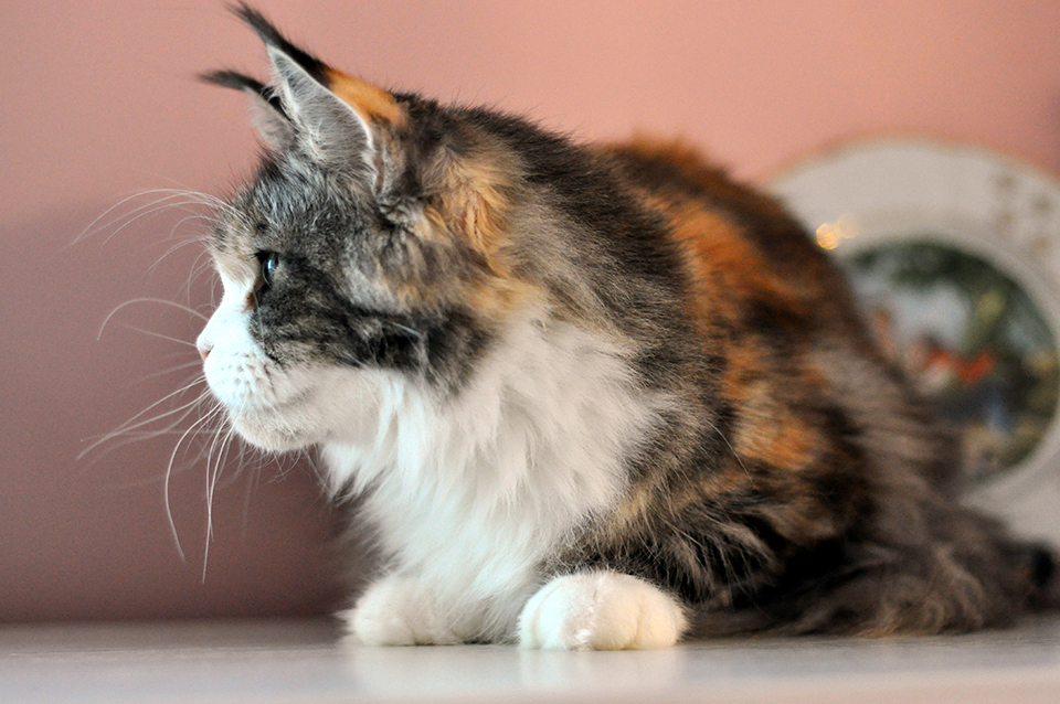 mainecoon female, maine coon kittens