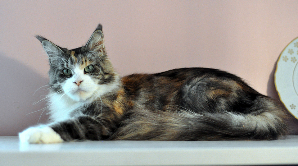 mainecoon female, maine coon kittens