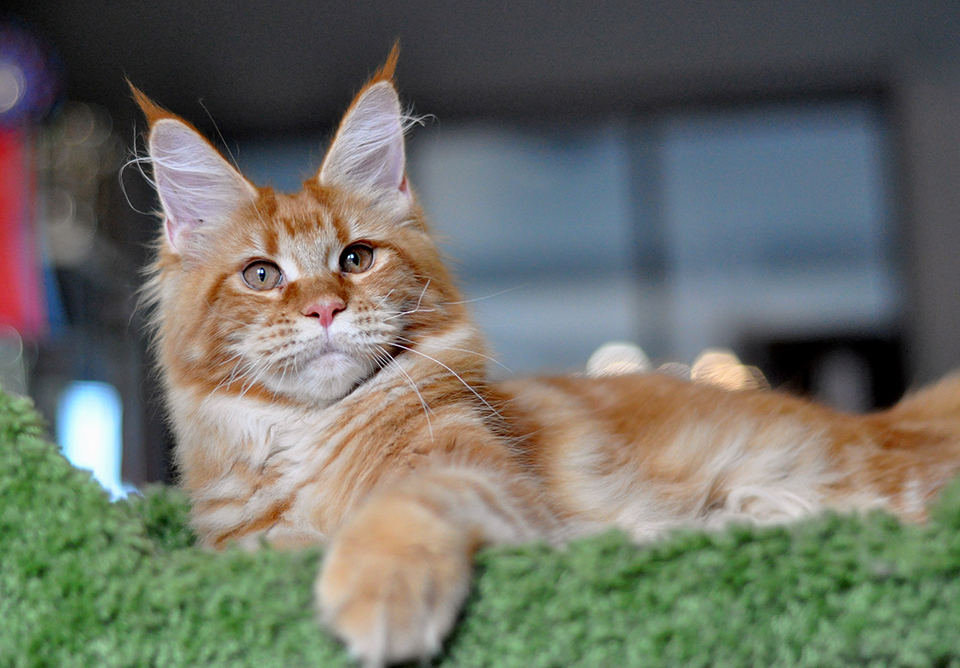 mainecoon female 