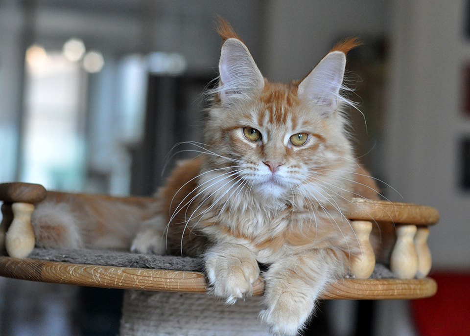 red mainecoon kittens