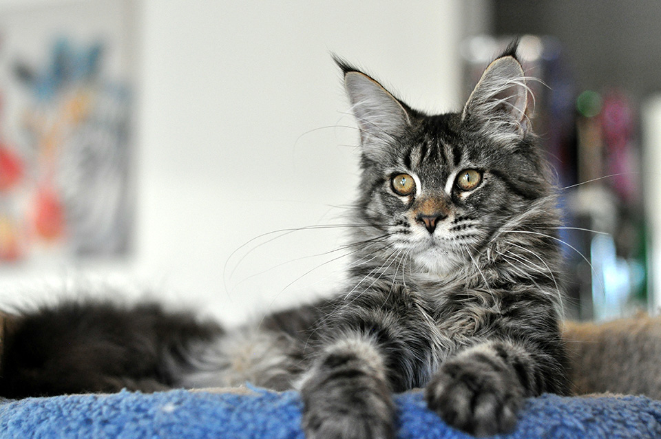 Caramel's Idea Fix, female Maine Coon, color black marble