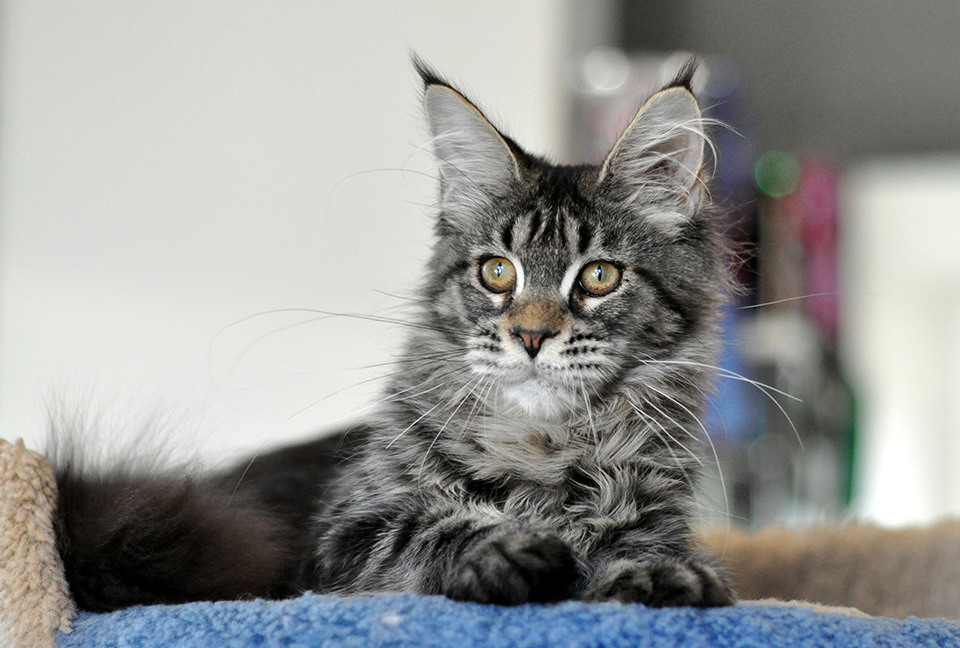 Caramel's Idea Fix, female Maine Coon, color black marble