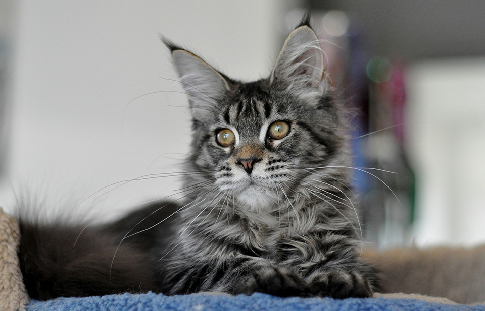 Caramel's Idea Fix, female Maine Coon, color black marble