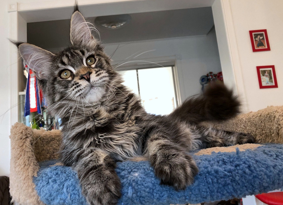 Caramel's Idea Fix, female Maine Coon, color black marble