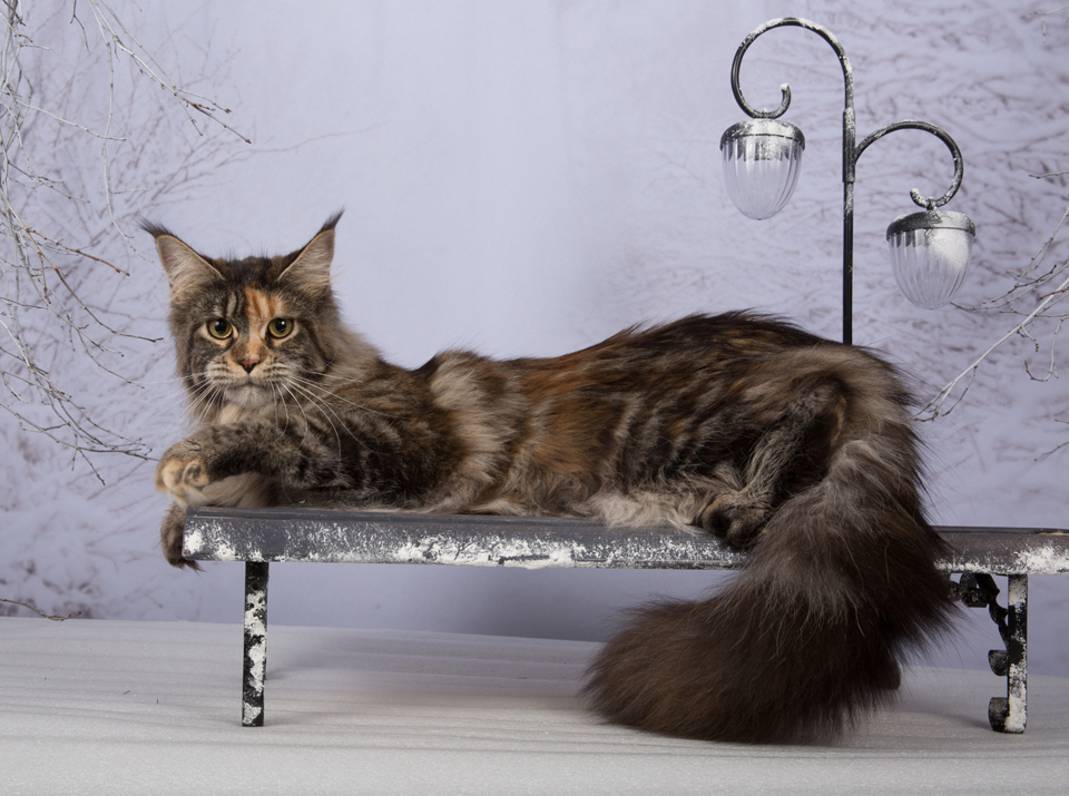 Caramel's Lavra, maine coon