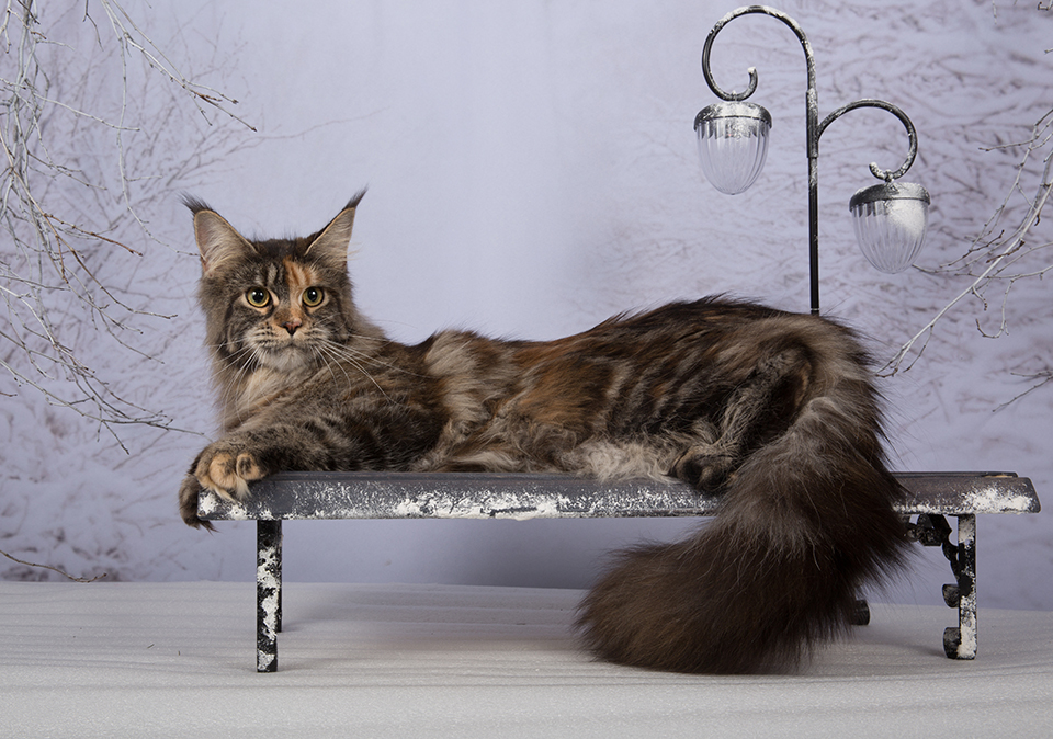 Caramel's Lavra, maine coon