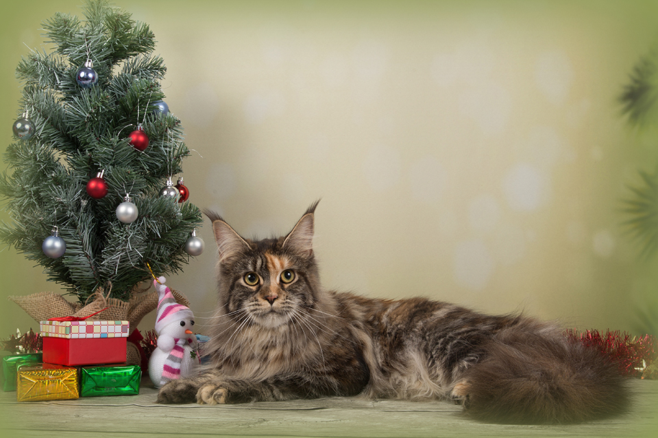 Caramel's Lavra, maine coon