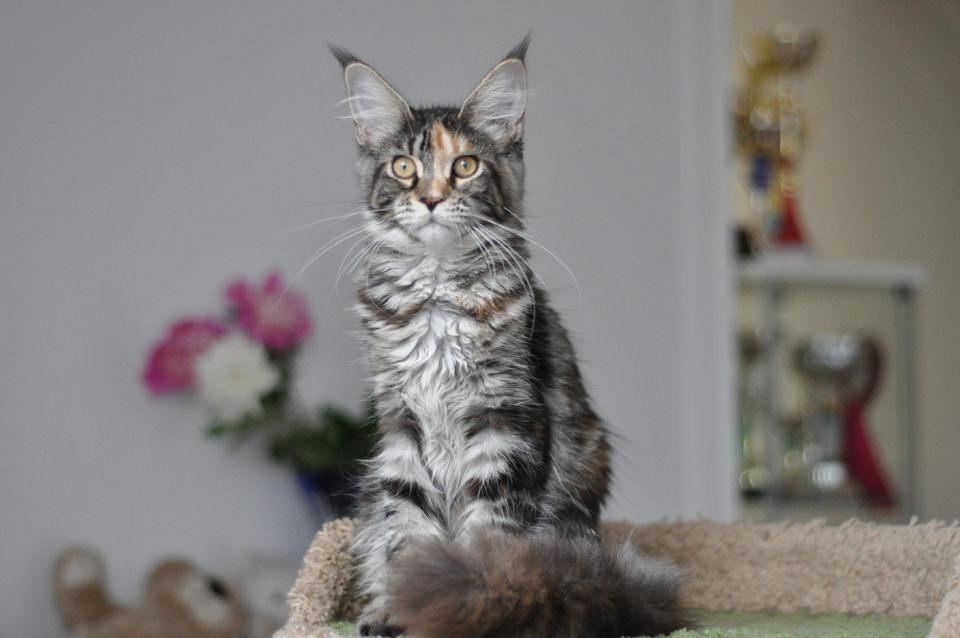 Caramel's Lavra, maine coon