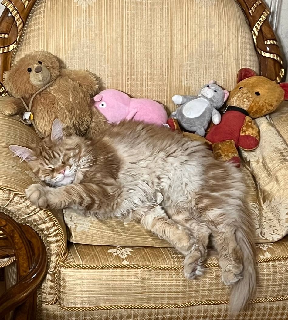 мейн кун котики