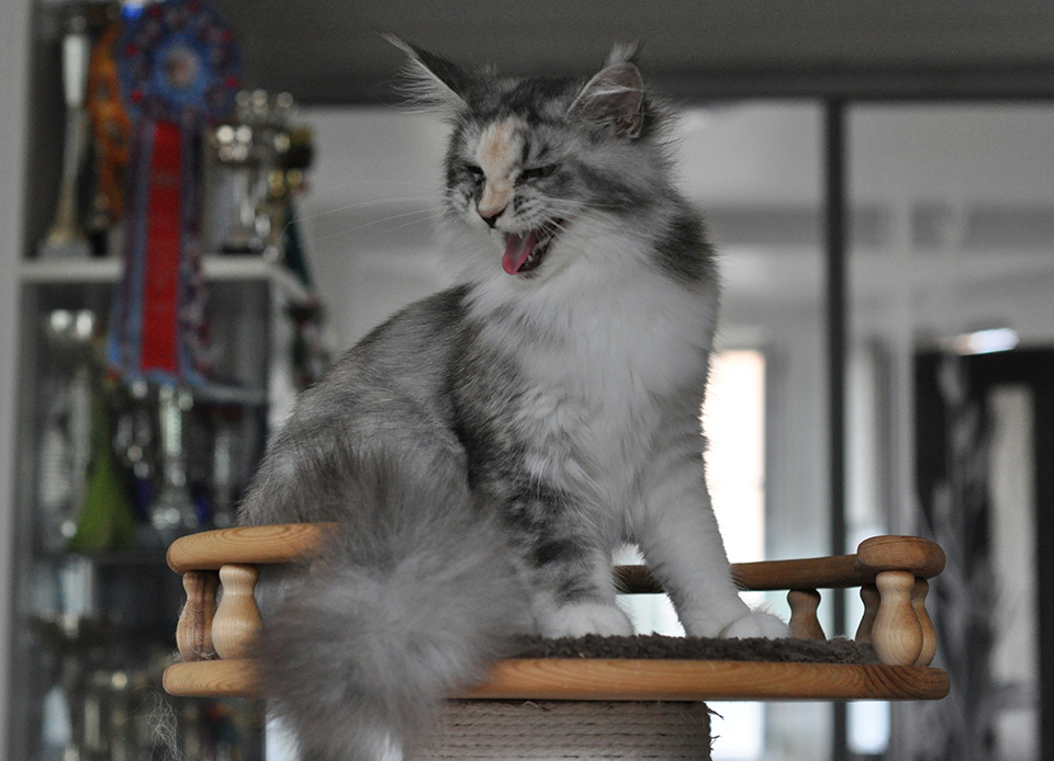 mainecoon female foto