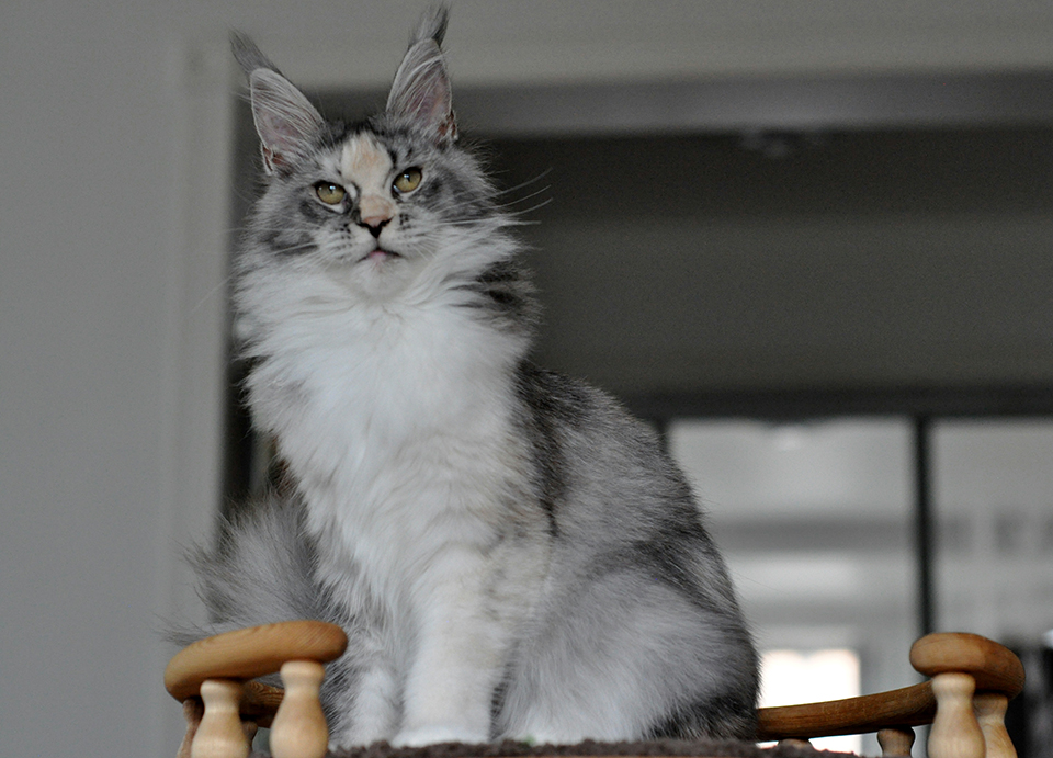 mainecoon female foto