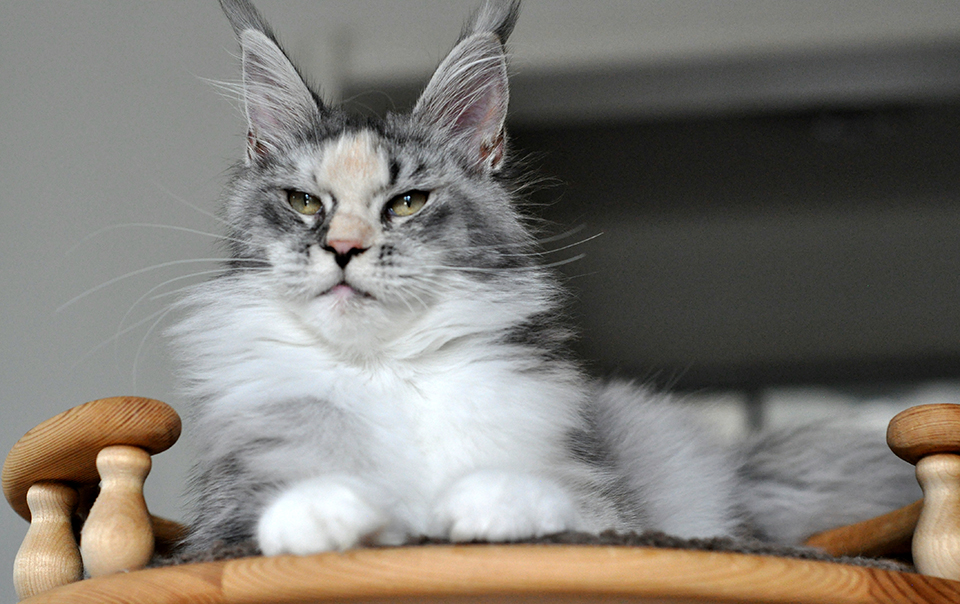 mainecoon kitten