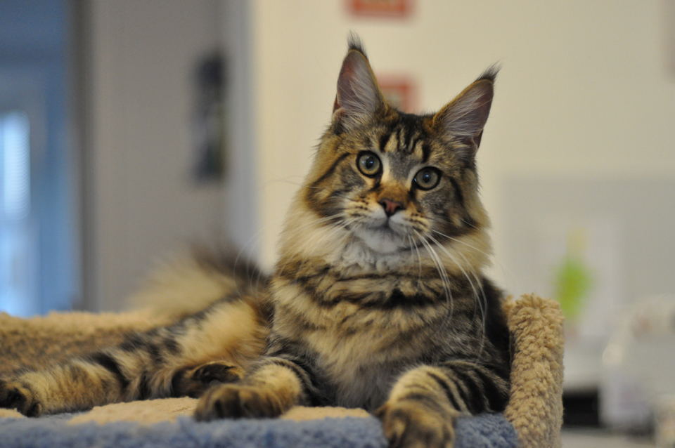 Nirvana, caramel's Nirvana, elegant cat Maine Coon wild color