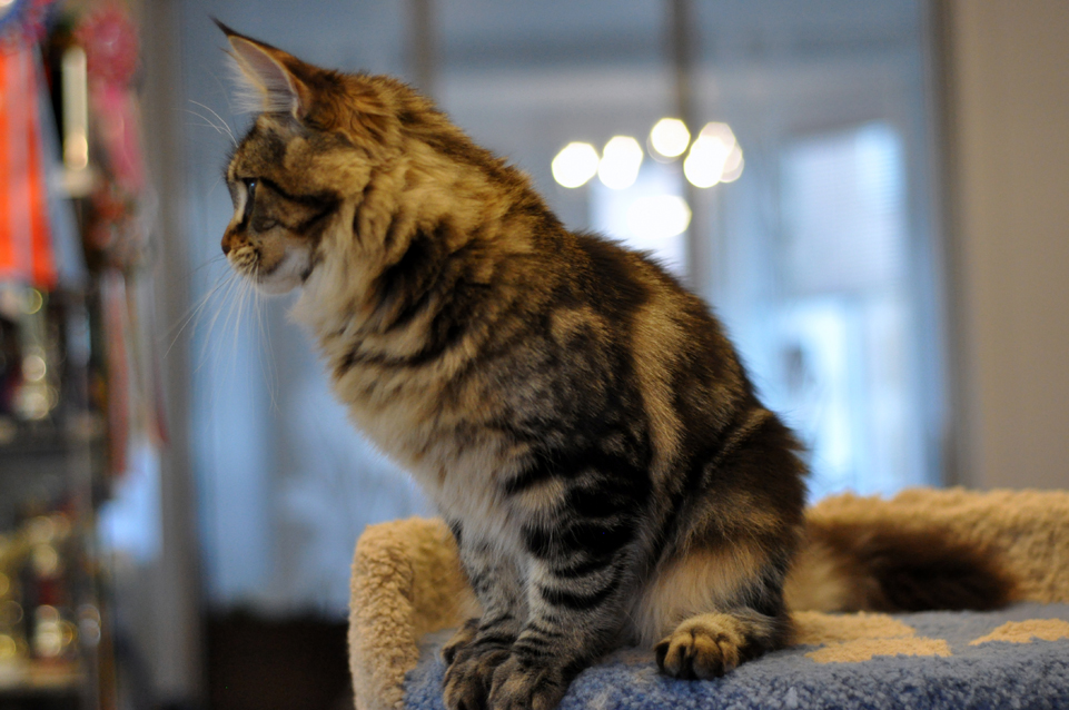 Nirvana, caramel's Nirvana, elegant cat Maine Coon wild color