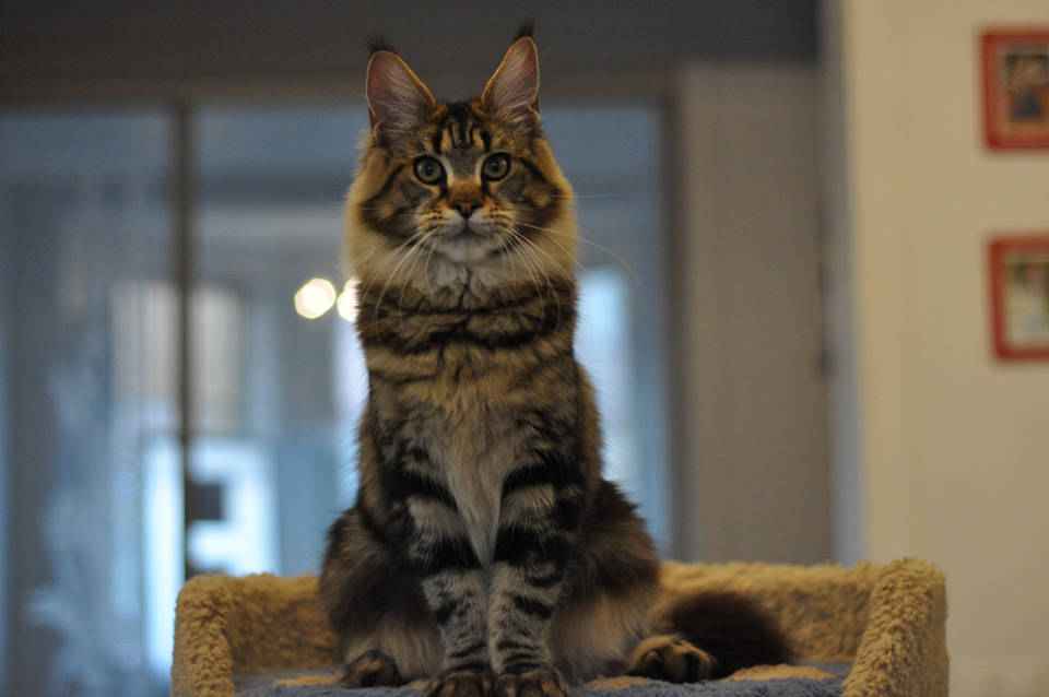 Nirvana, caramel's Nirvana, elegant cat Maine Coon wild color