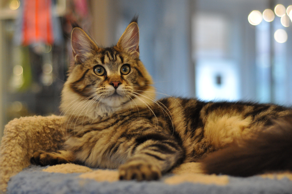 Nirvana, caramel's Nirvana, elegant cat Maine Coon wild color