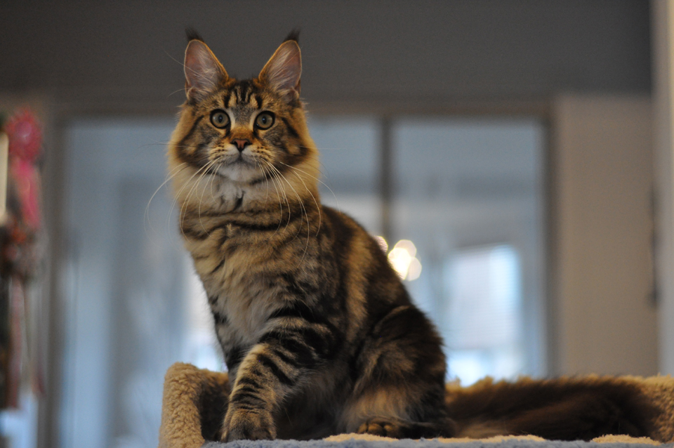 Nirvana, caramel's Nirvana, elegant cat Maine Coon wild color