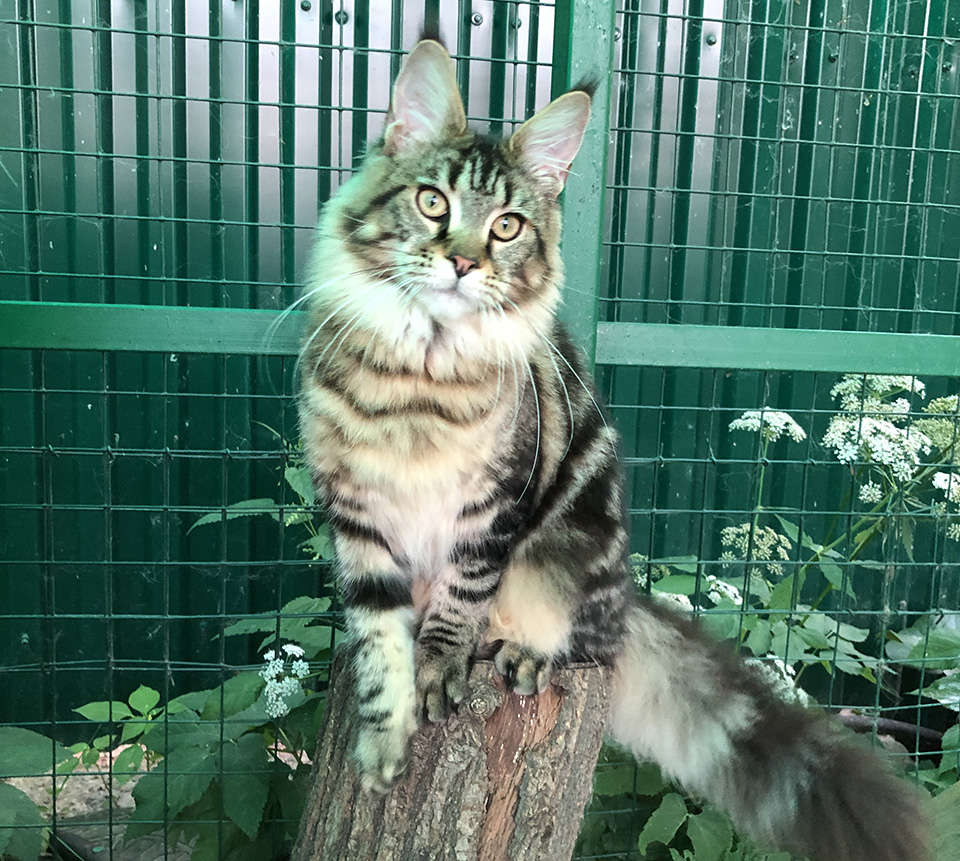 mainecoon female