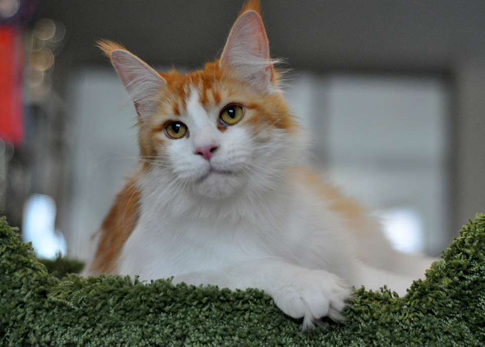 кошка  мейн кун фото, питомник Caramel, maine coon kitten