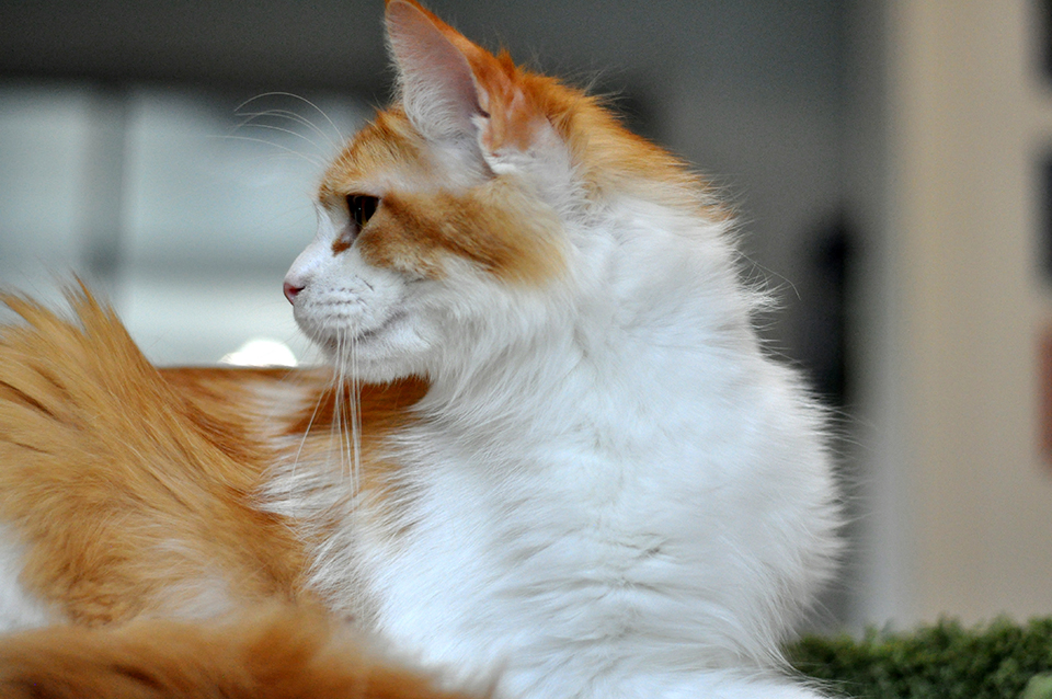 кошка мейн кукошка мейн кун фото питомник  Caramel, maine coon kitten