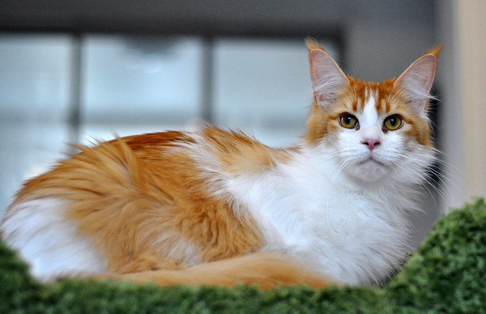 кошка  мейн кун фото, питомник Caramel, maine coon kitten