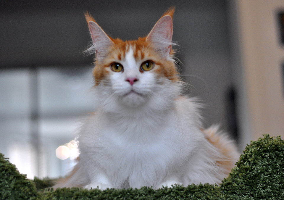 кошка мейн кун фото питомник  Caramel, maine coon kitten