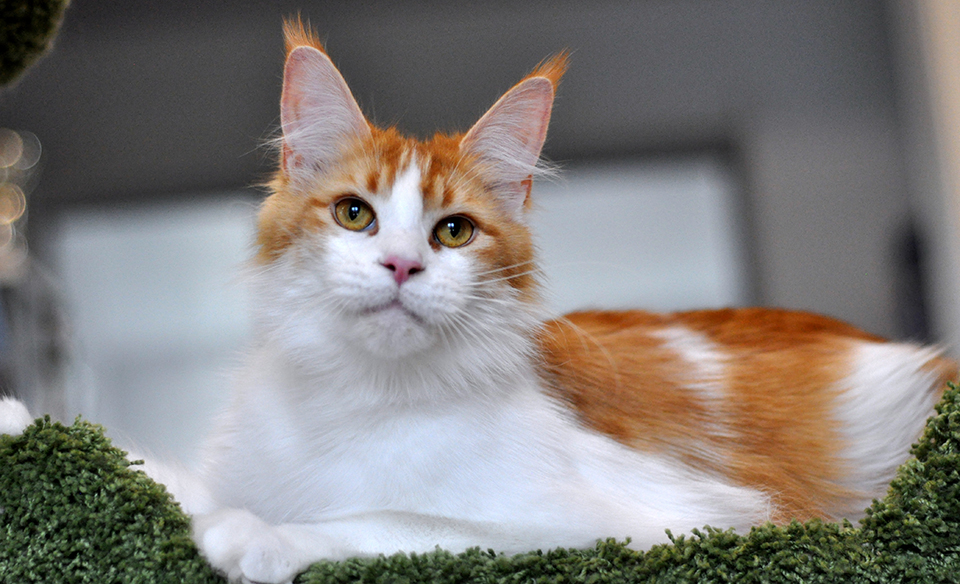 кошка  мейн кун фото, питомник Caramel, maine coon kitten