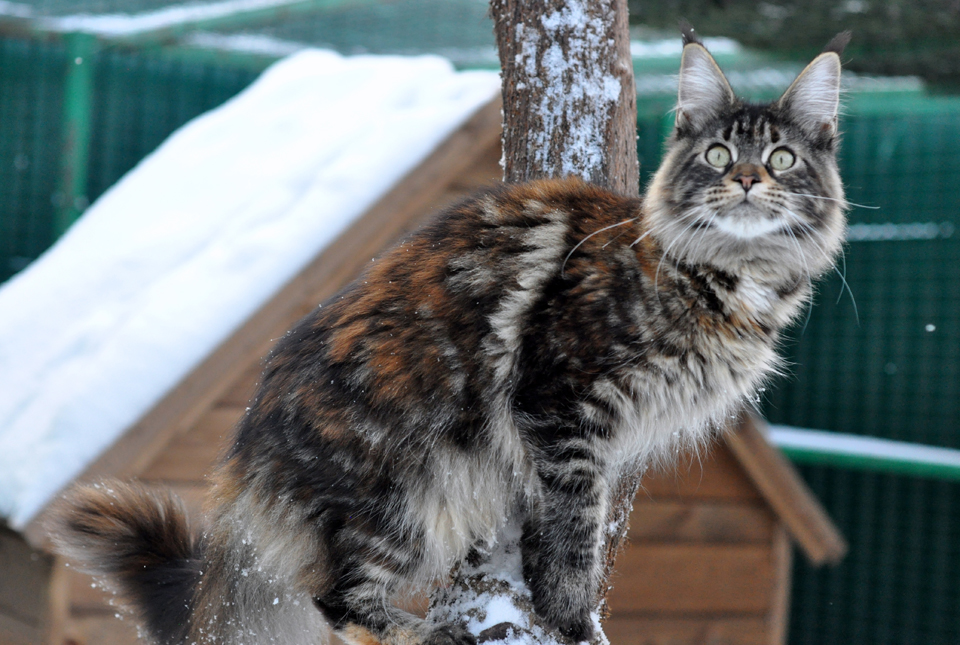 Рада (Caramel's Rada), кошка мейн кун