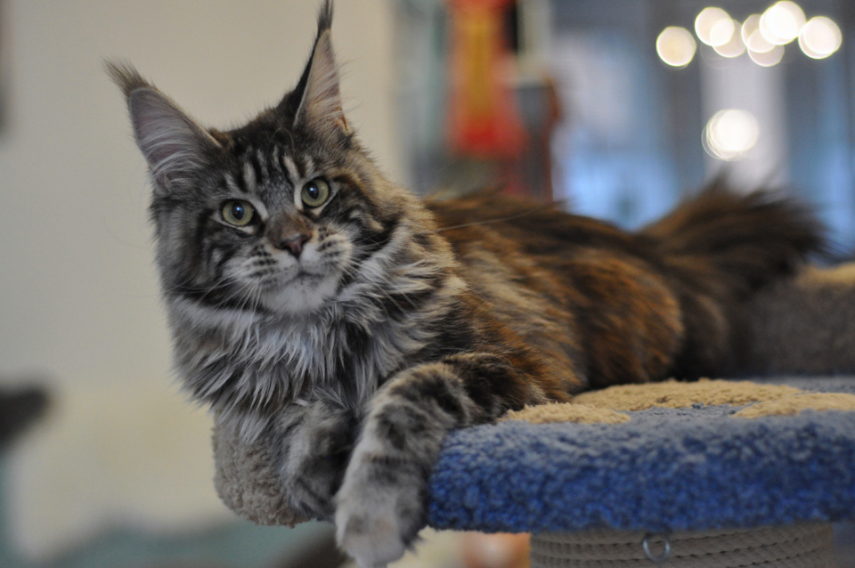 Caramel's Tajna, Maine Coon cat, CaramelCat cattery